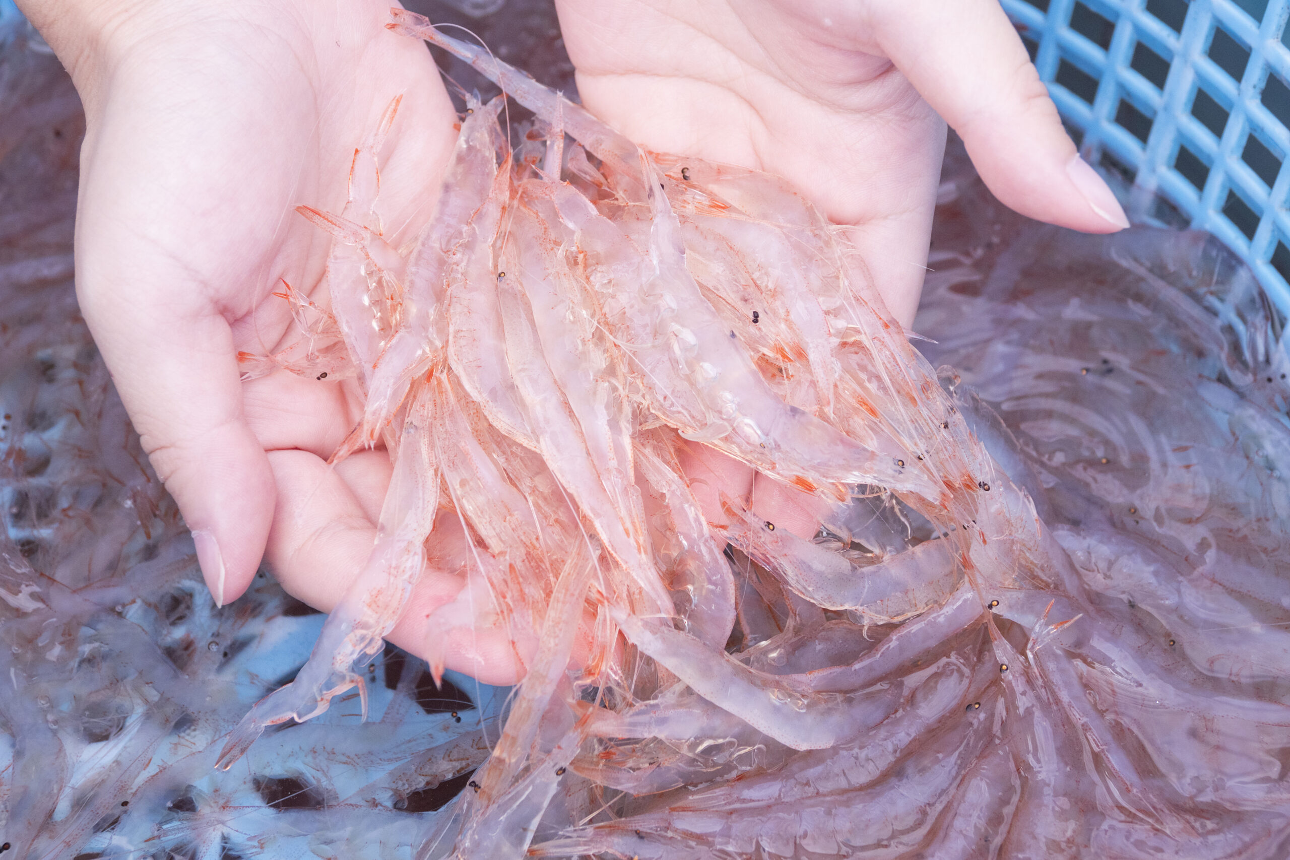 「磯の香りがする川のまち」富山県・射水市内川を味わう